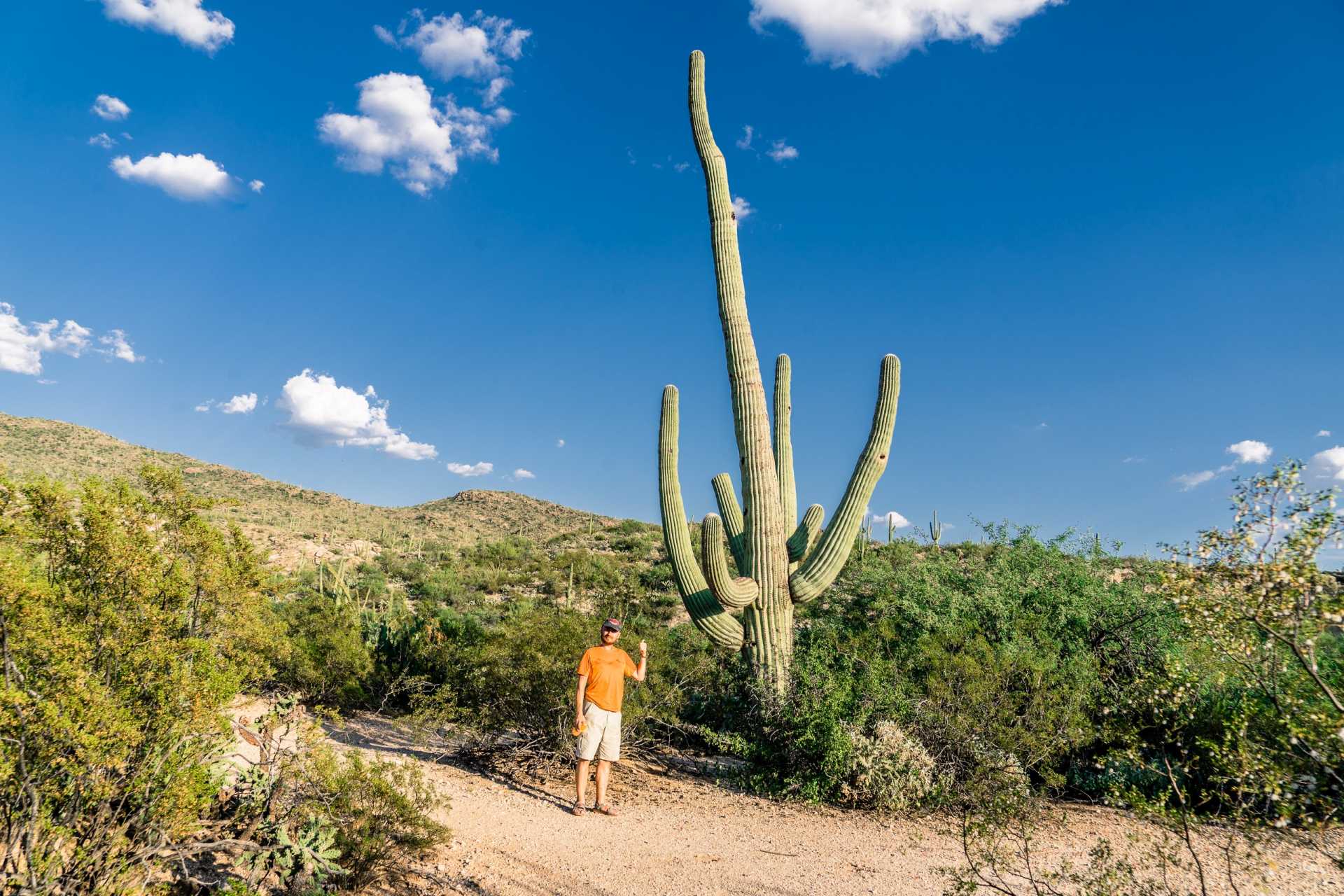 USA Saguaro Cactus