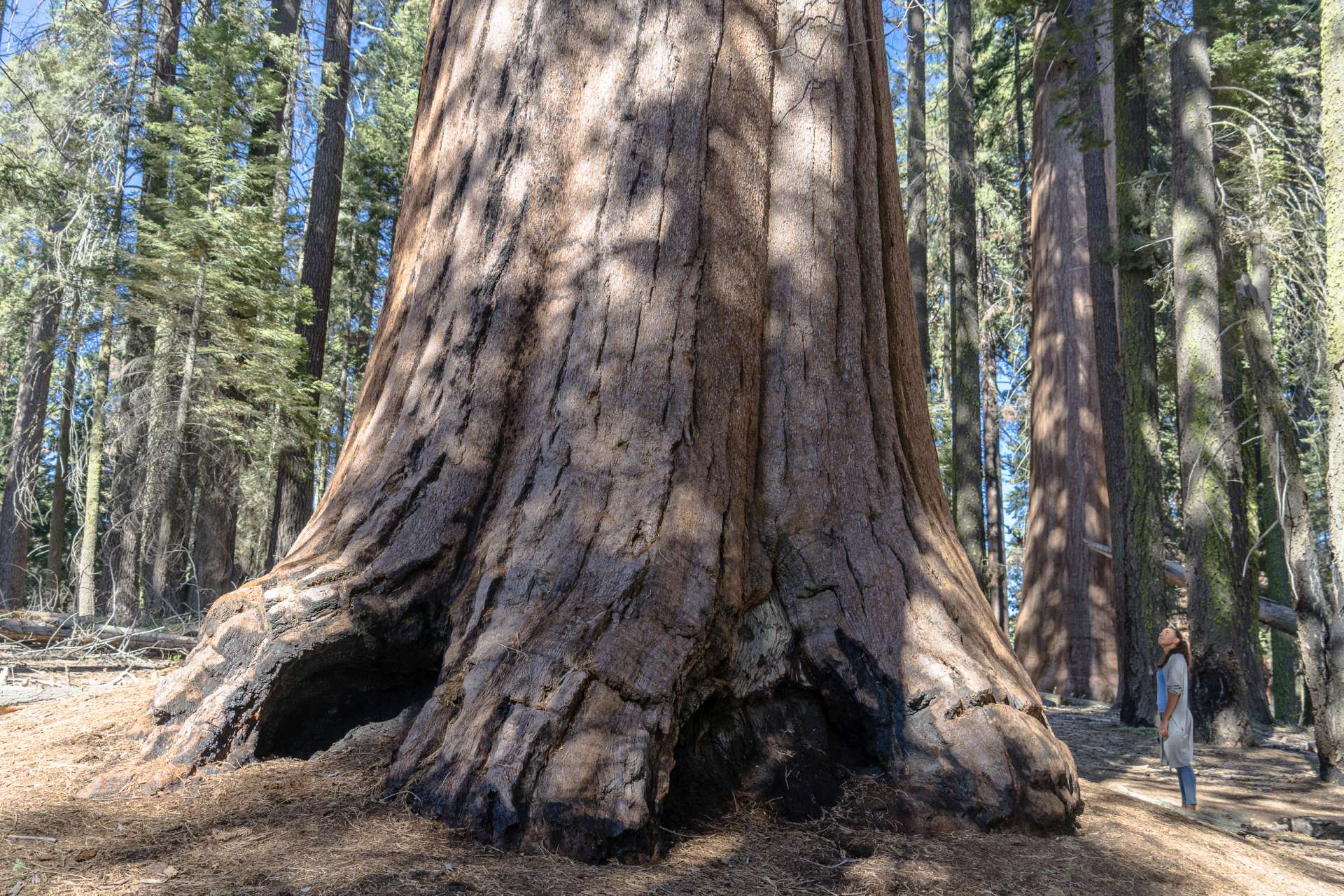 USA Sequoia