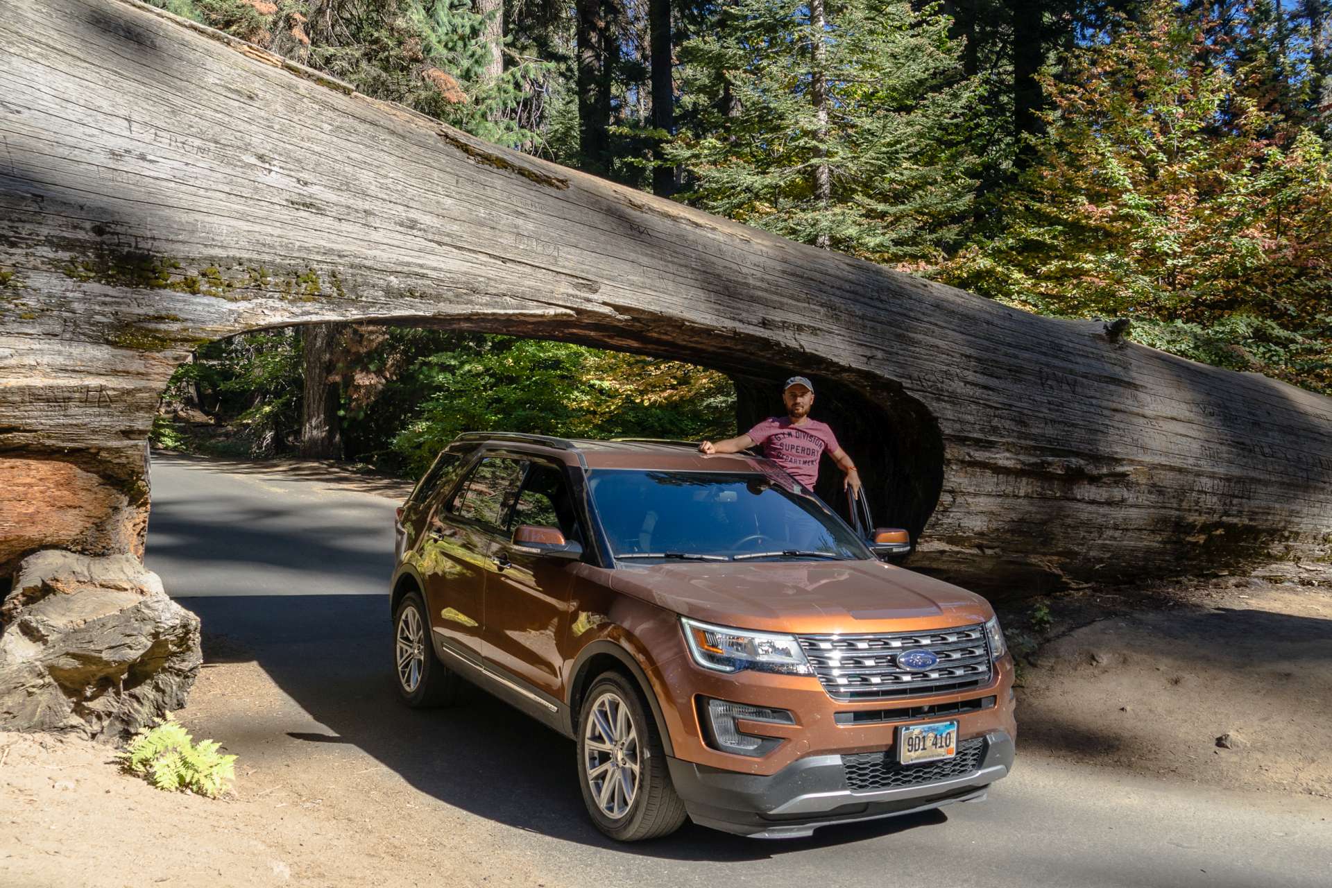 USA Sequoia tree car