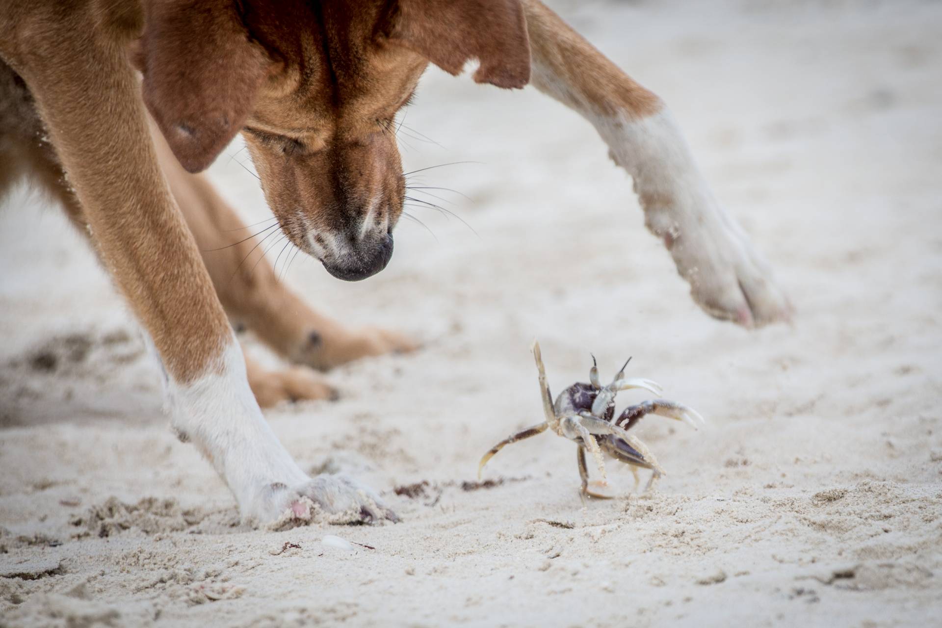 thailand koh phangan crab playing dog beach