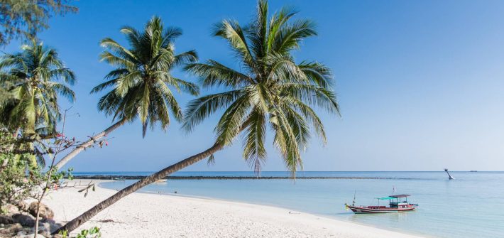 thailand koh phangan beach palms