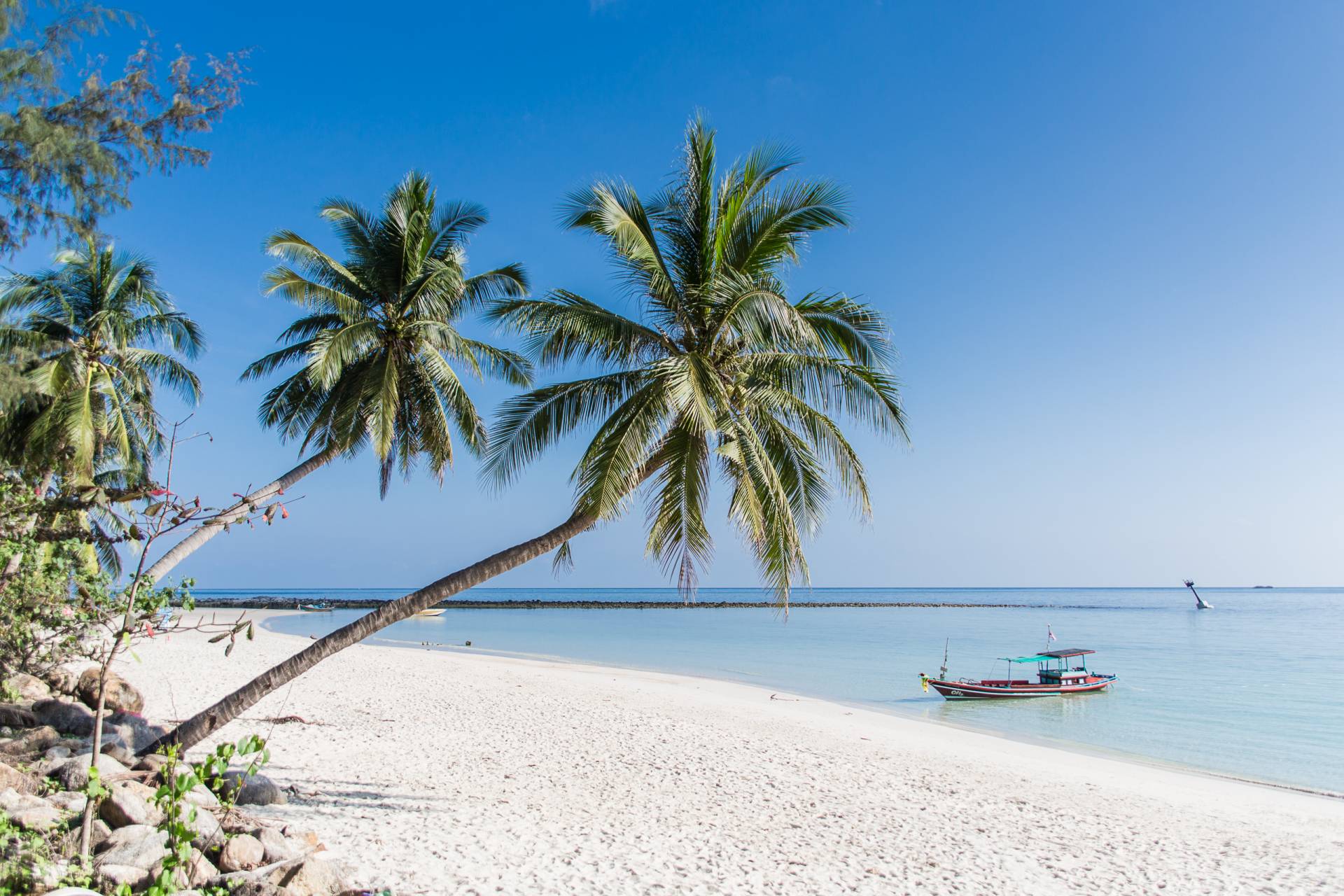 thailand koh phangan beach palms