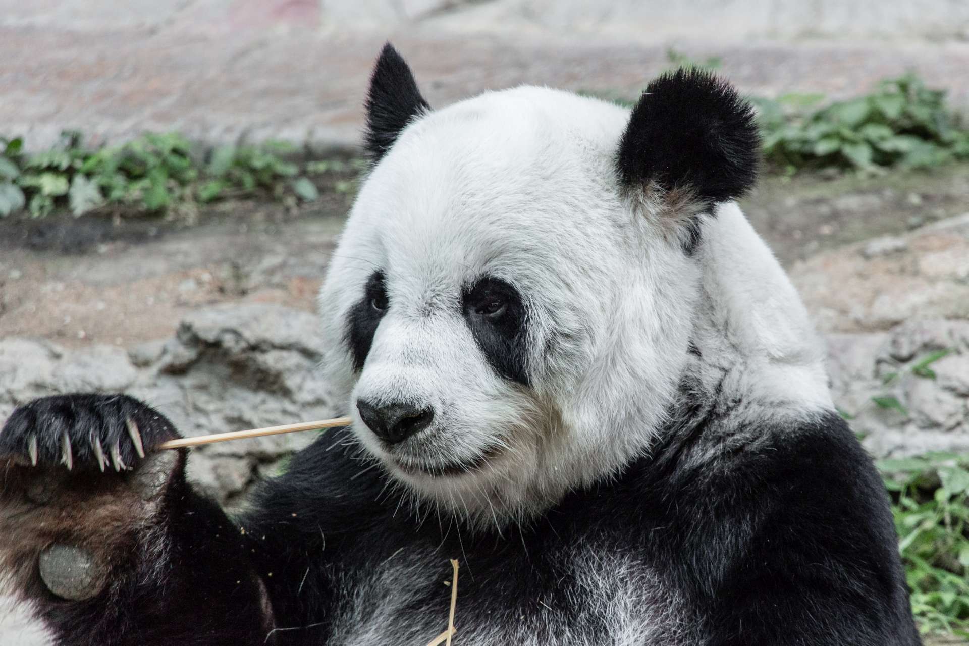 Thailand Chiang Mai zoo panda