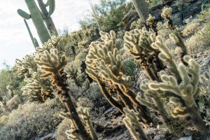USA Saguaro park Cactus