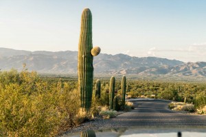 USA Saguaro park Cactus