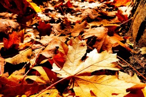 Canada Autumn