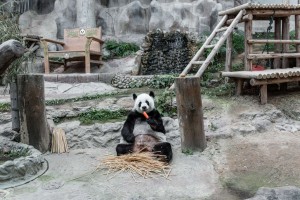 Thailand Chiang Mai Zoo Panda