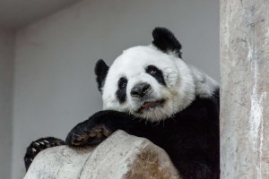 Thailand Chiang Mai Zoo Panda